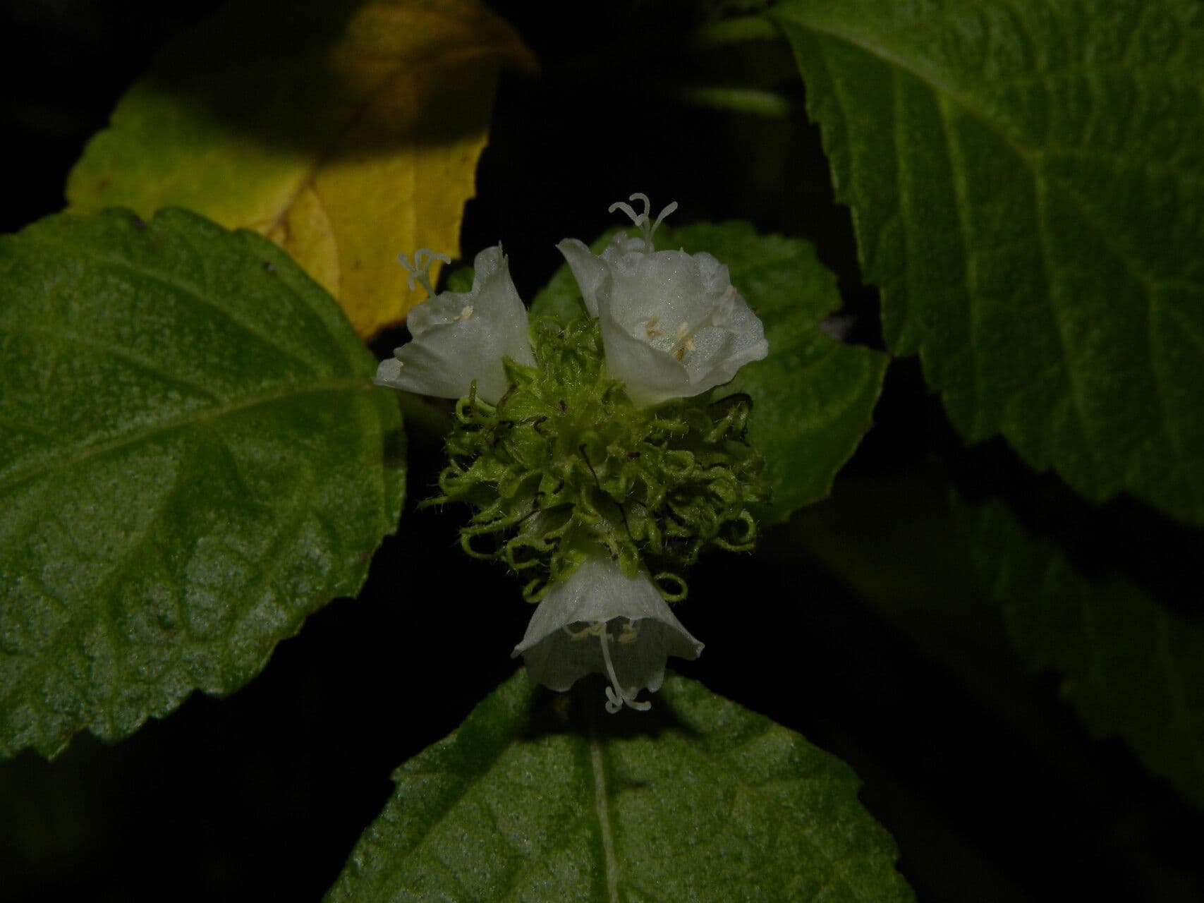 Varronia 2