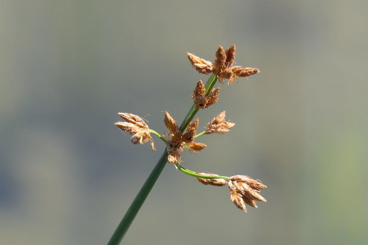 Salz-Teichbinse 9
