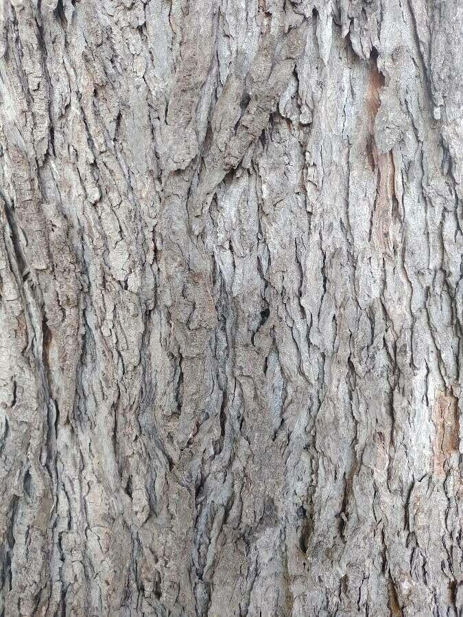 Peltophorum dubium 22