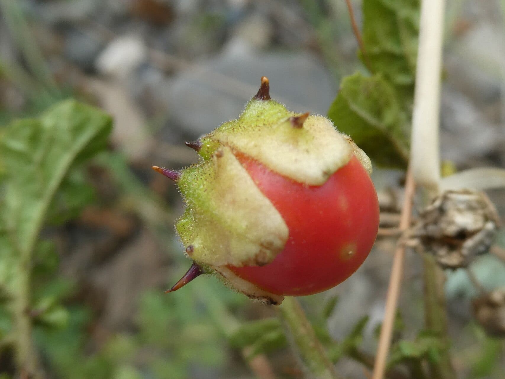 Zimbelkraut