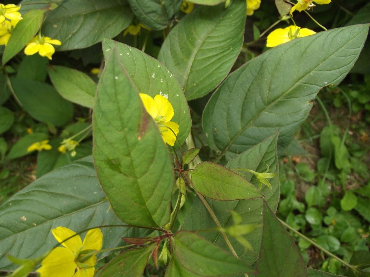 Lisimachia ciliata 27