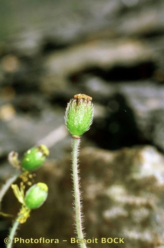 Alpen-Mohn 23