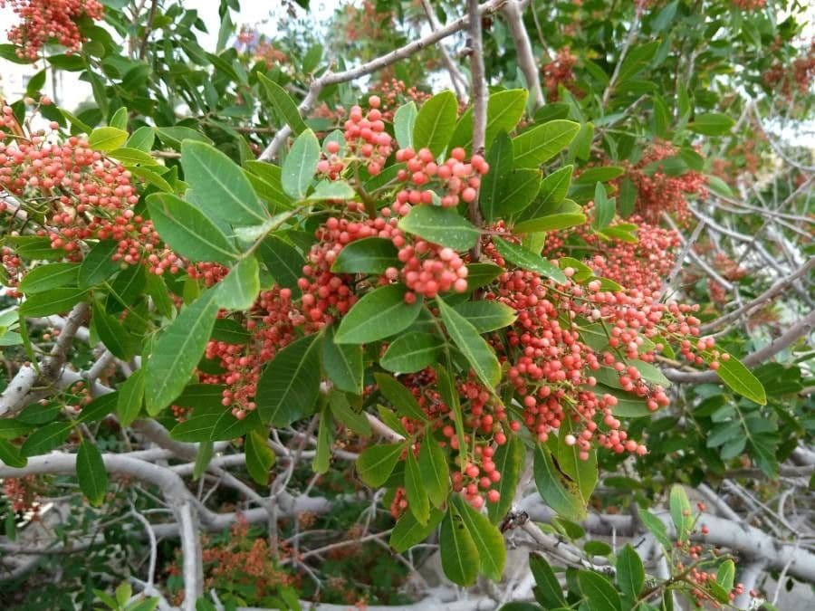 Brazilian peppertree 5