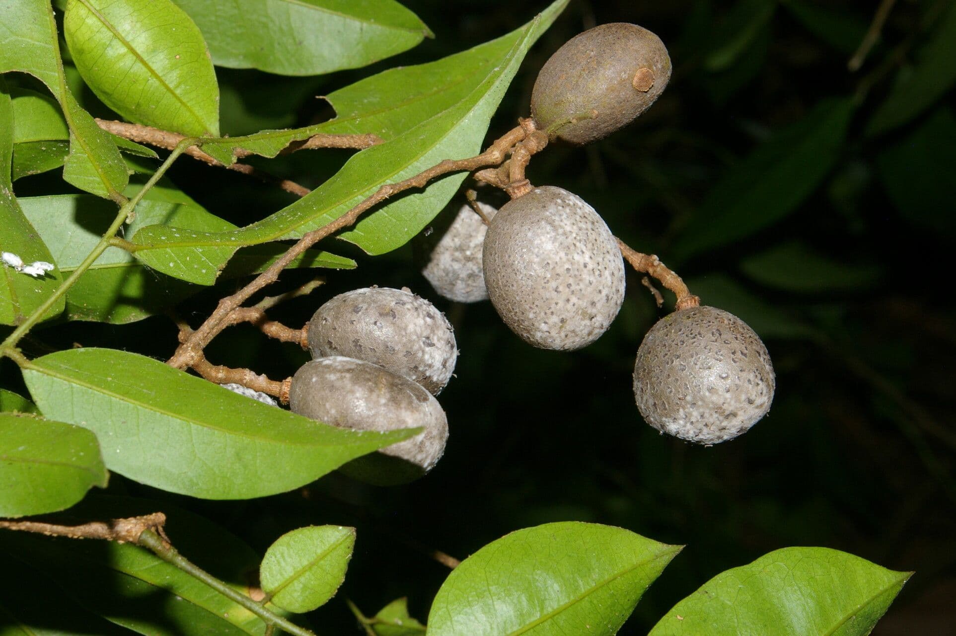 Dialium guianense 5