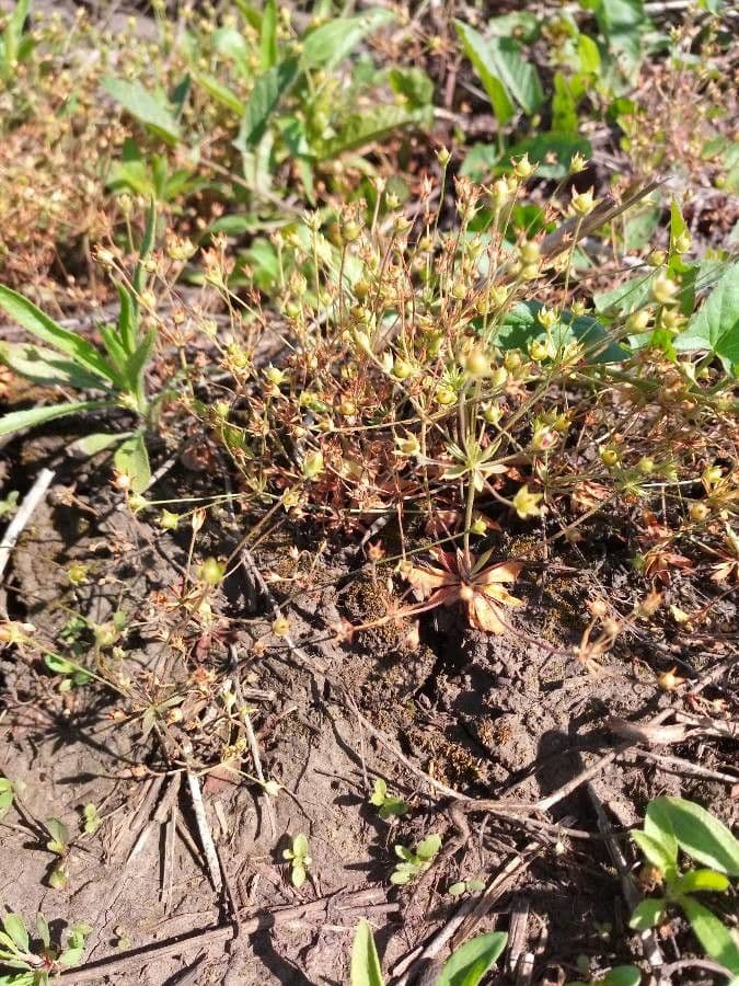 Androsace occidentalis 5