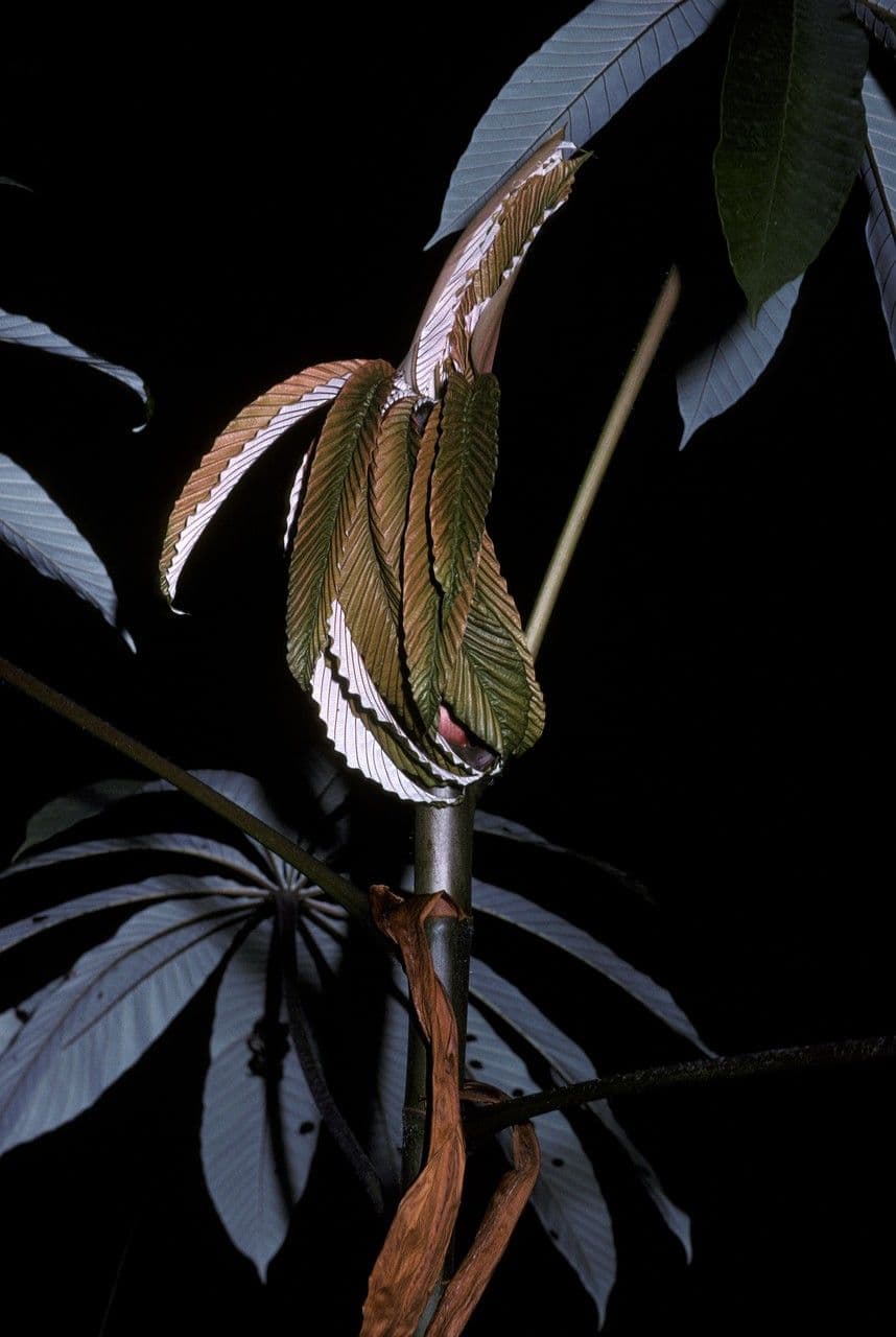 Cecropia 9