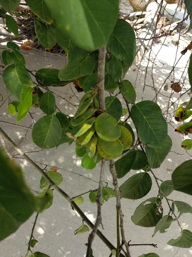 Dalbergia ecastaphyllum 2