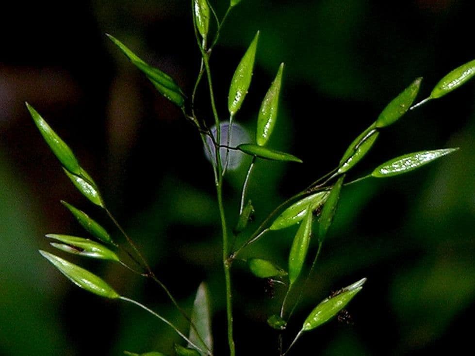 Homolepis 9