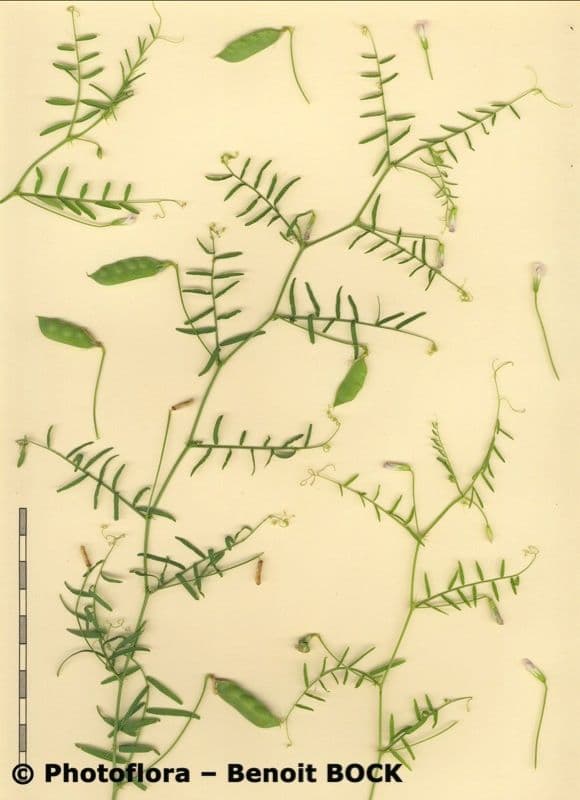 Vesce articulée 9
