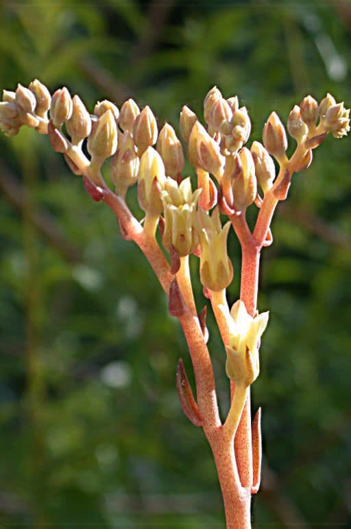 Dudleya 4