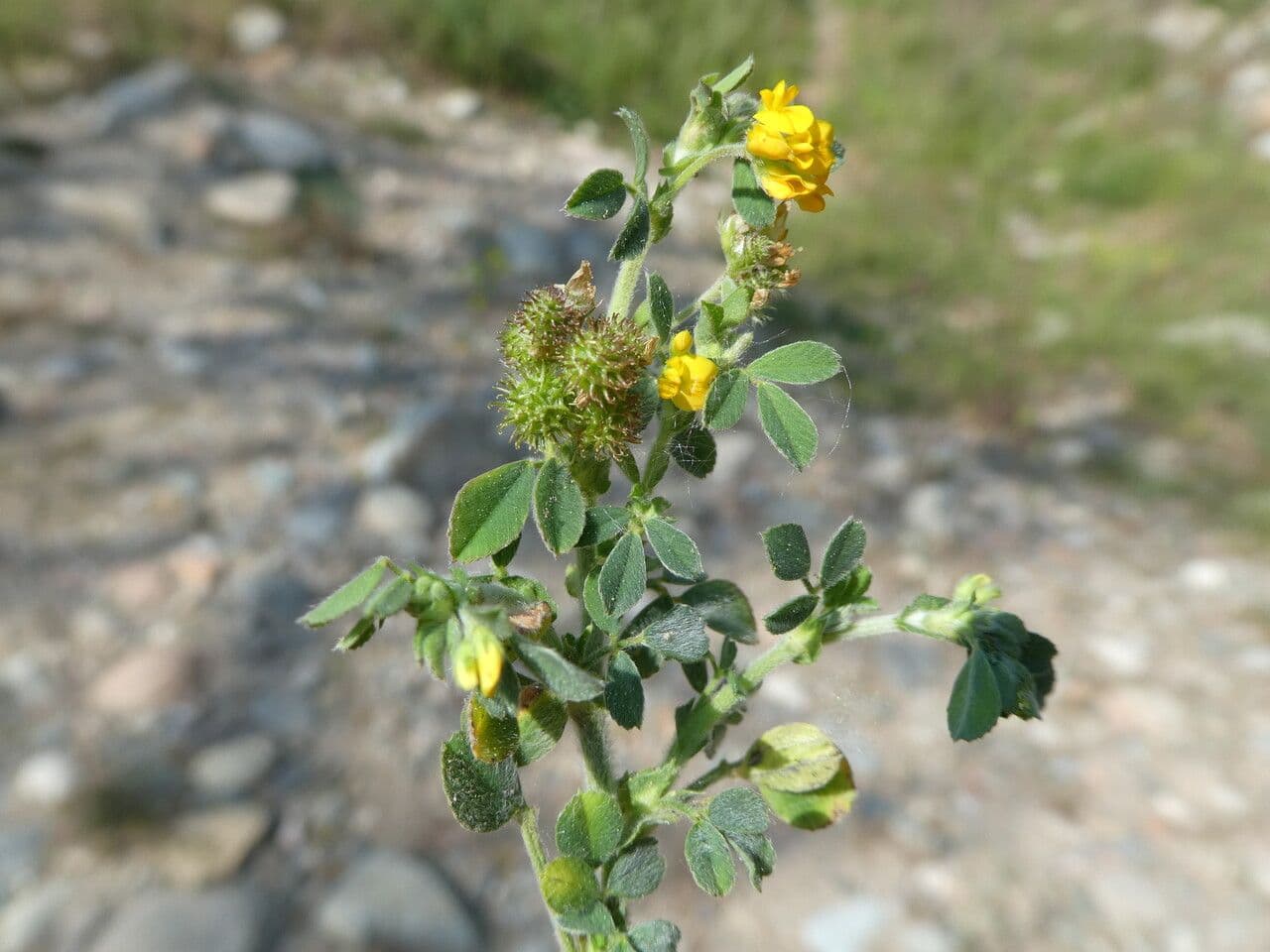 Erba medica minima 25