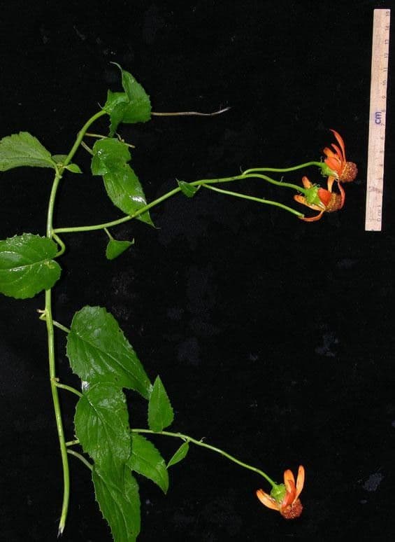 Pseudogynoxys 21