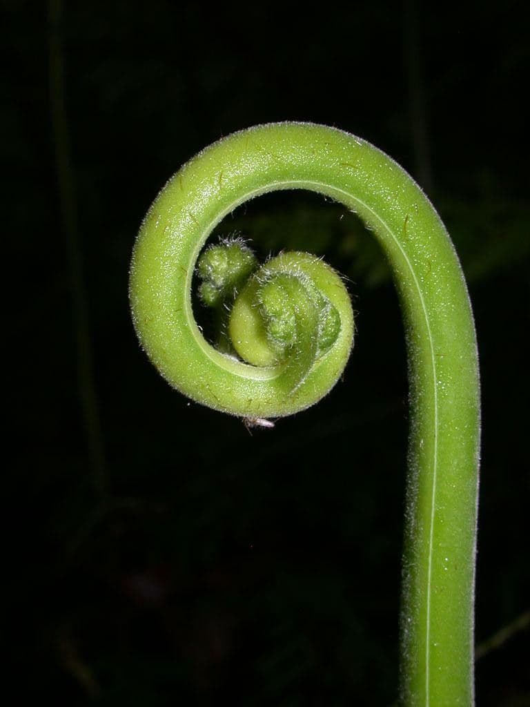 Hypolepis