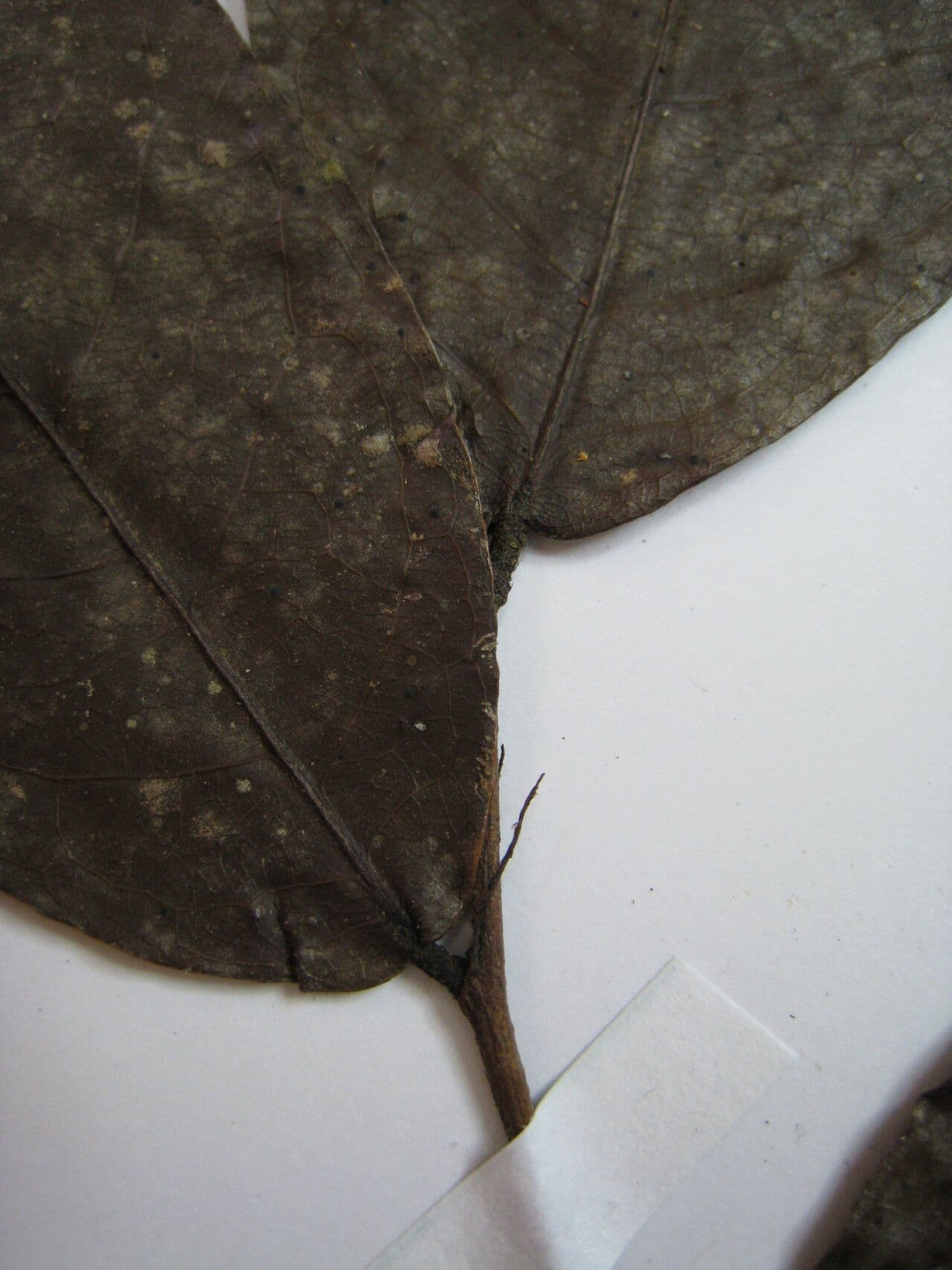 Hirtella 14