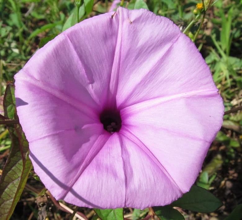 Ipomoea setifera