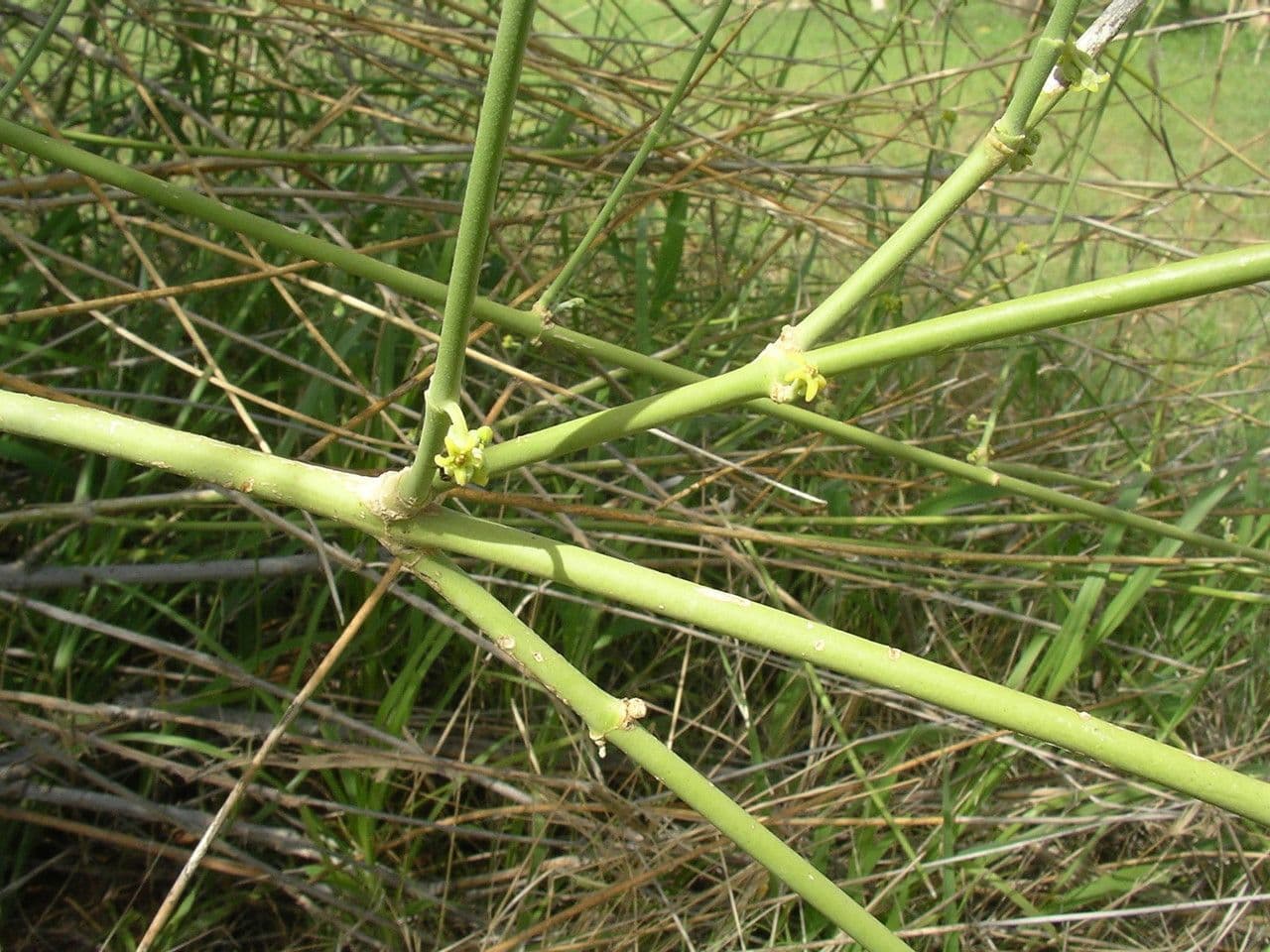Leptadenia pyrotechnica 17