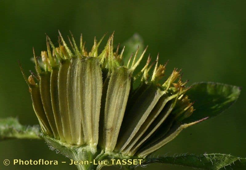 Bidens vulgata