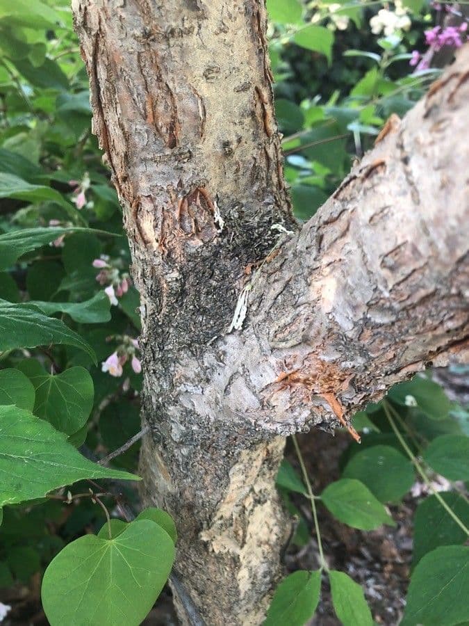 Chionanthus 24