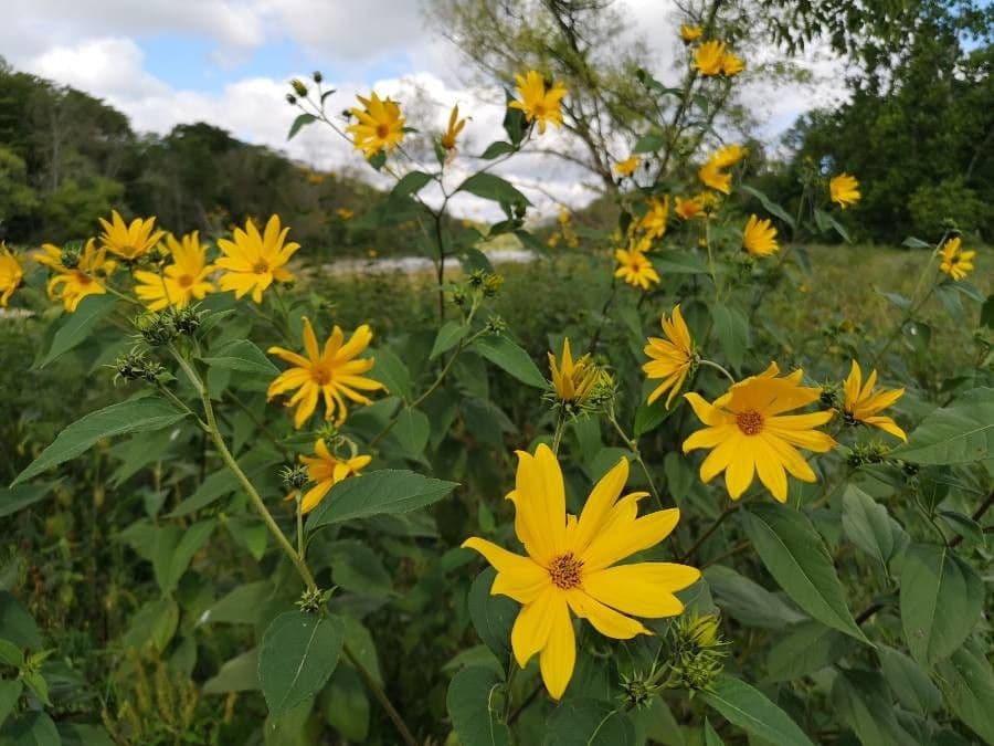Girasole divaricato 6