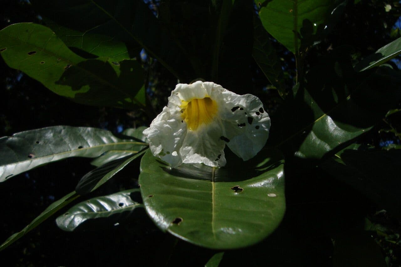 Ipê