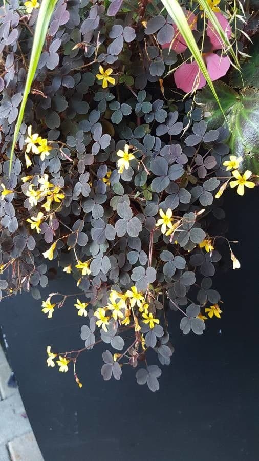 Acetosa 2