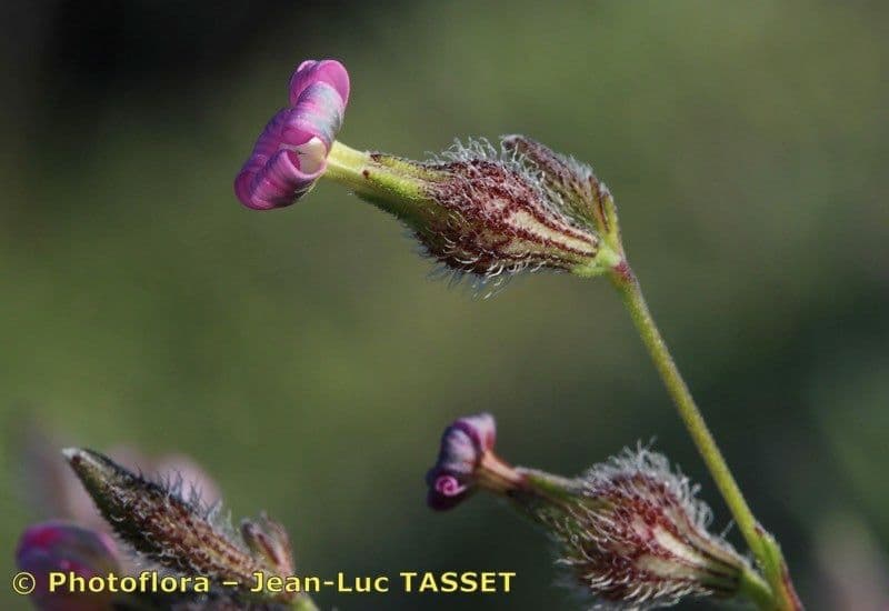 Silene 3