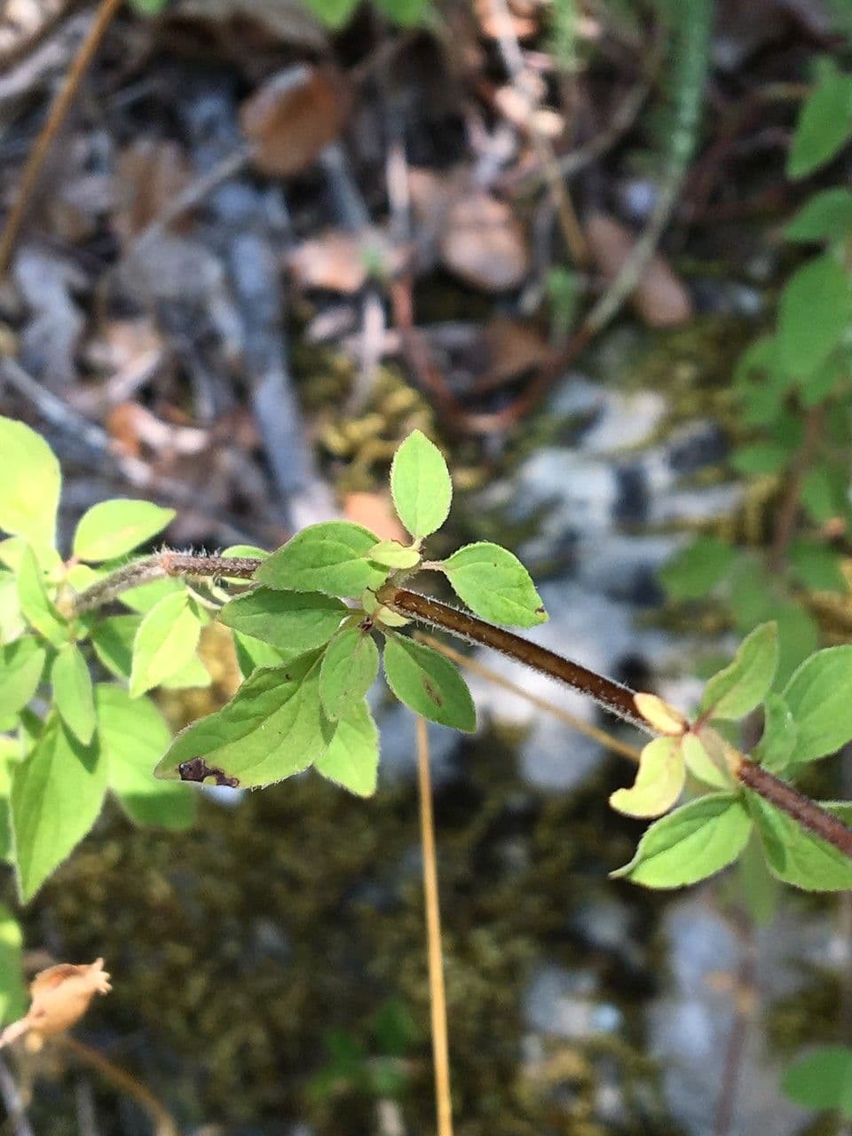 Oregano 17