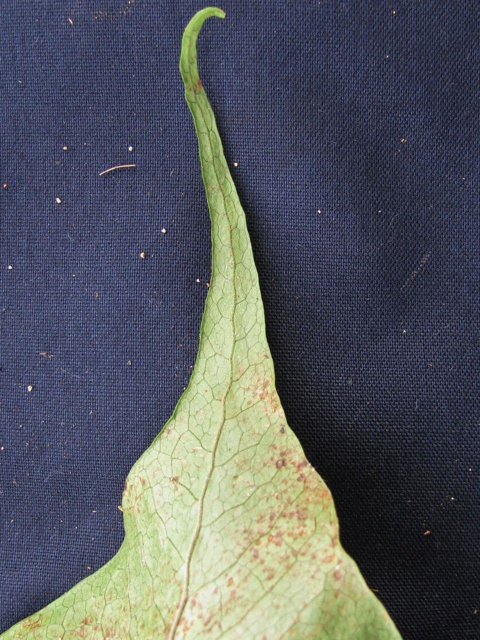 Hypoderris 9