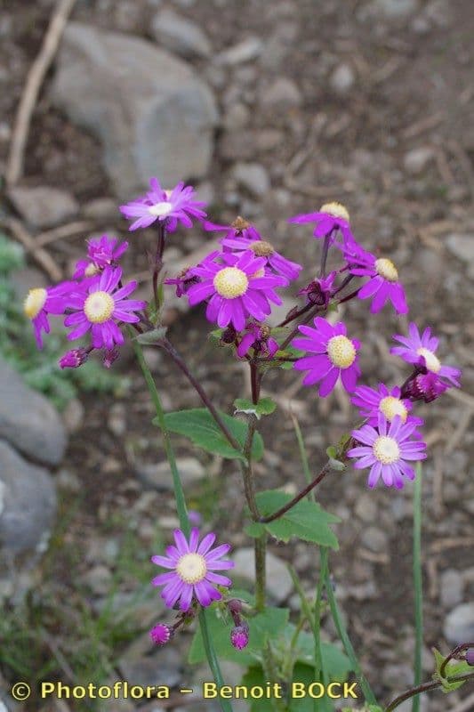 Pericallis 18