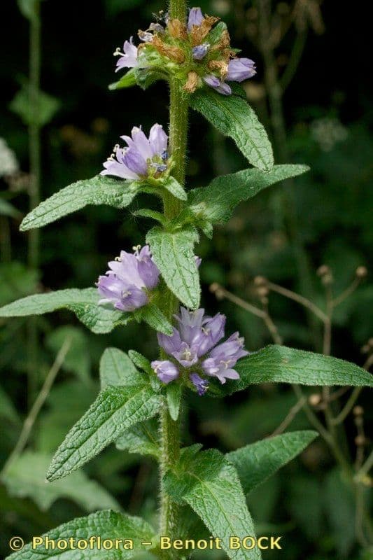 Campanula cervicaria 21