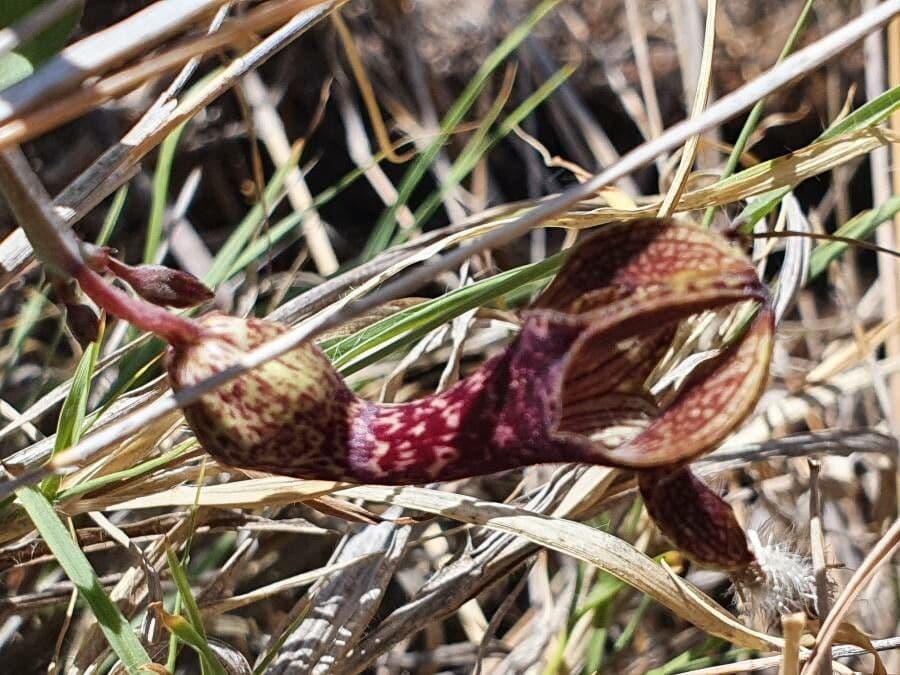 Ceropegia 7