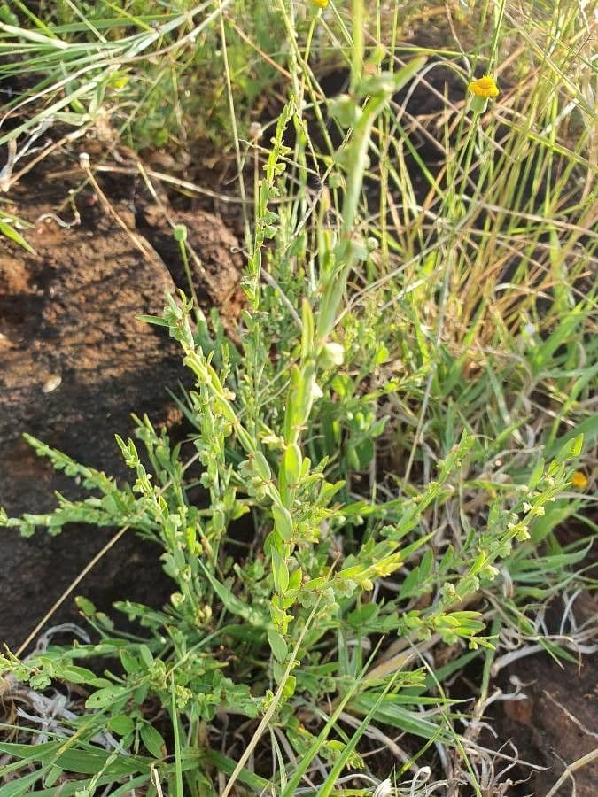 Phyllanthus 10