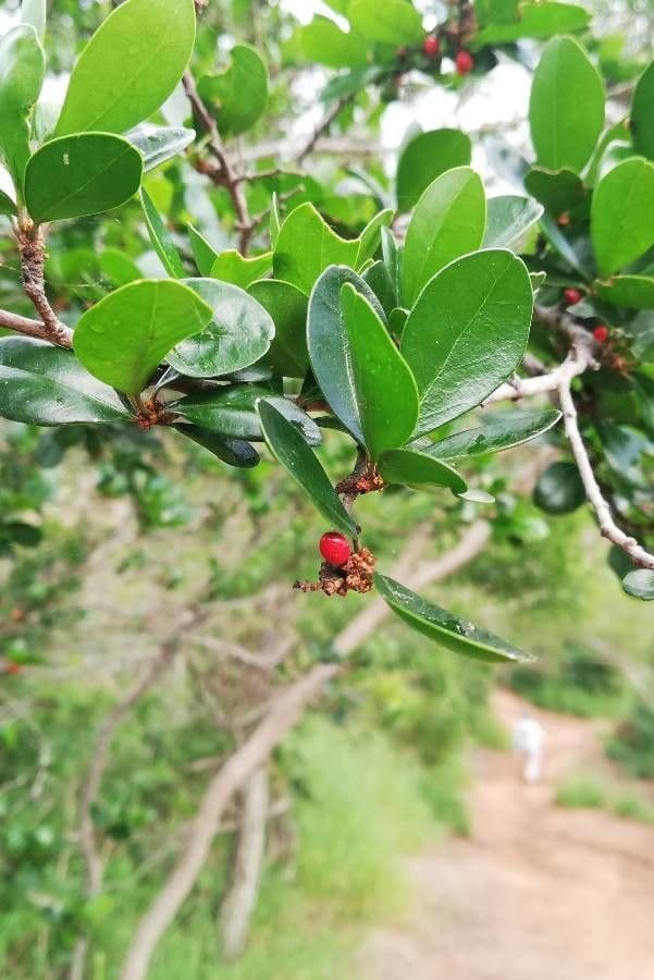 Emmenosperma