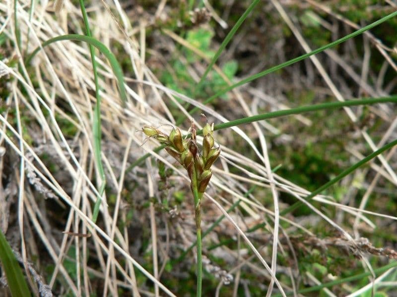 Vogelfuß-Segge 3