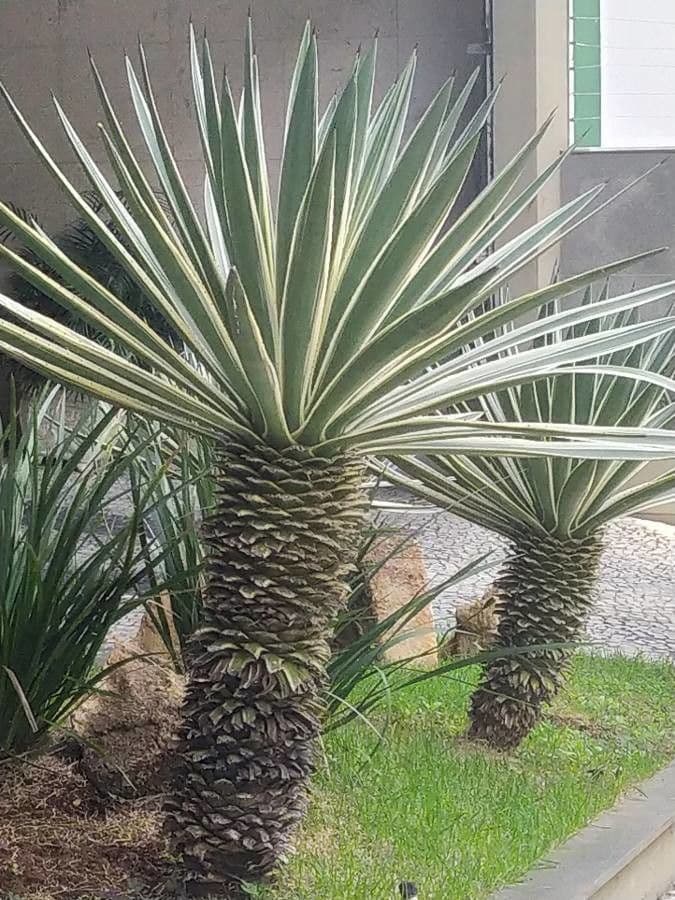 Sisal selvatico 9