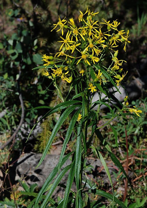 Senecio alto 3