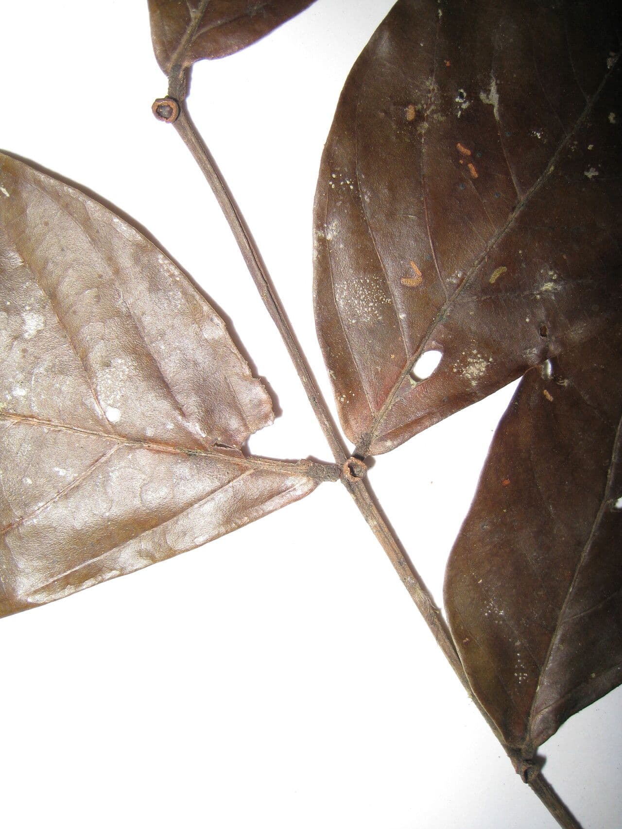 Inga 19