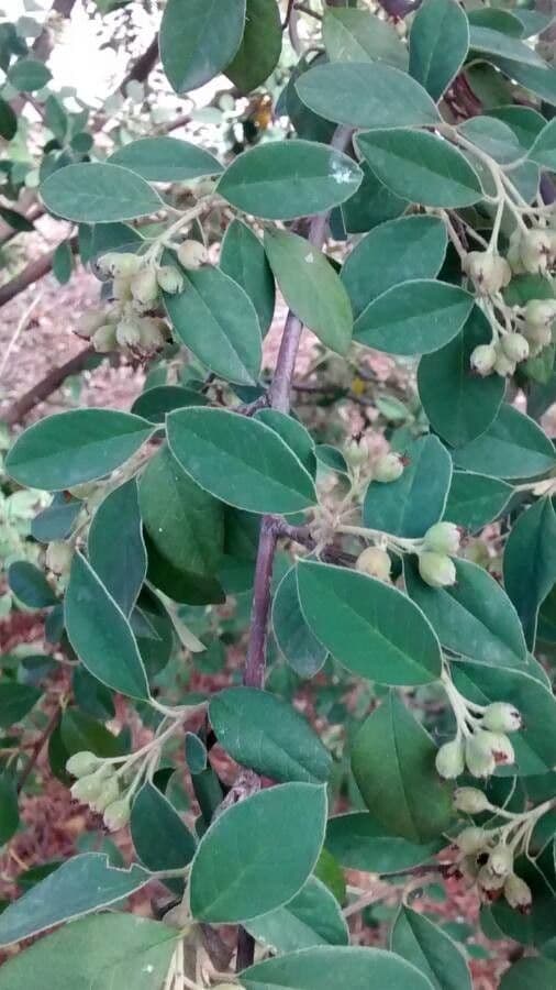 Cotonéaster cotoneaster 20