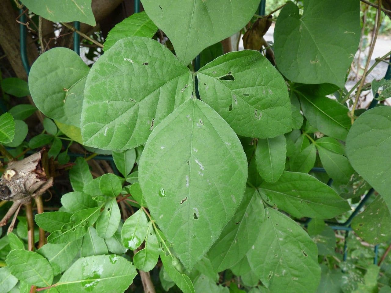 Boby perennial 14