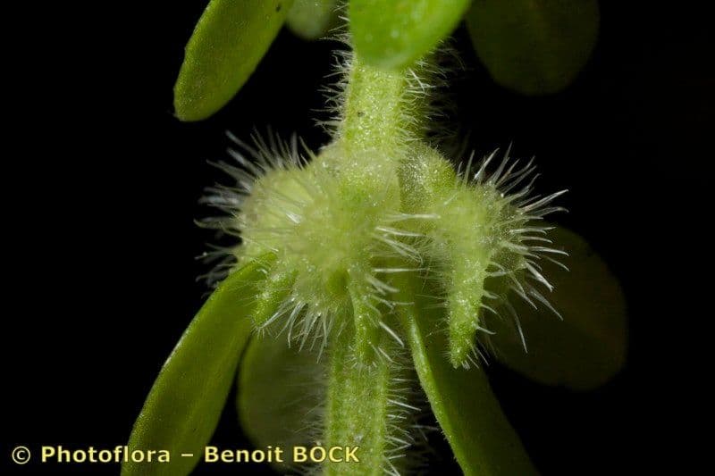 Valantia hispida 22