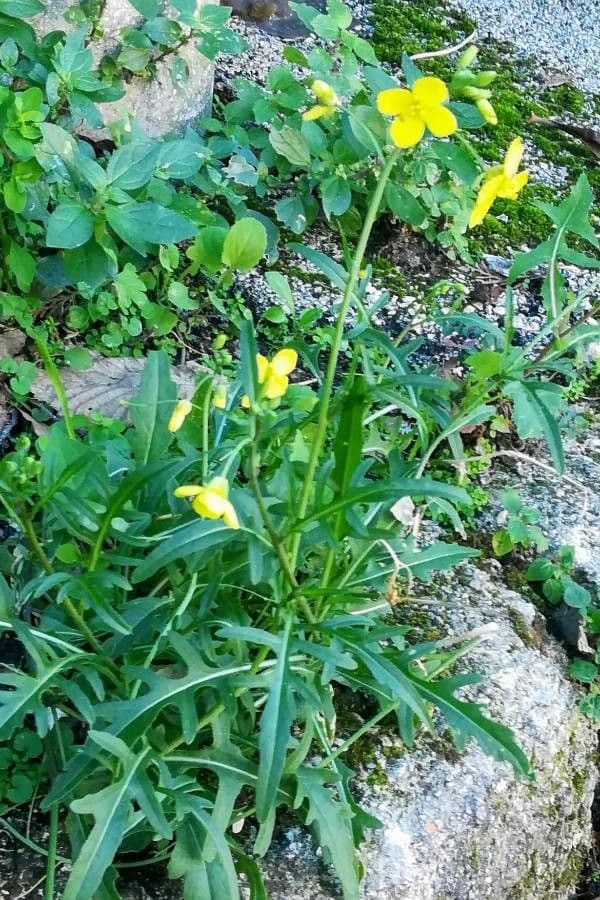 Diplotaxis à feuilles étroites 15