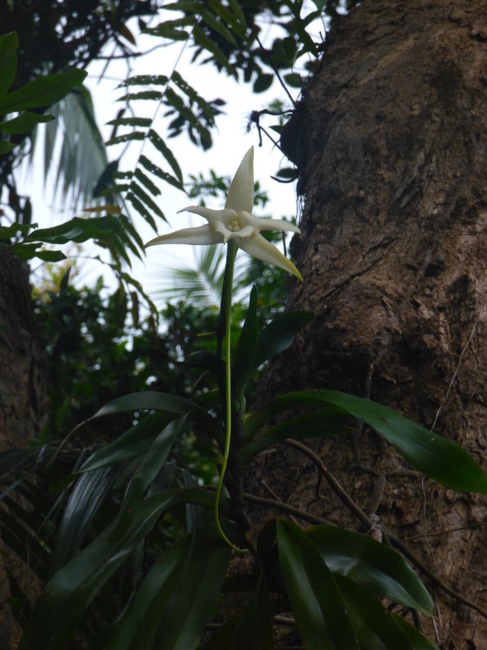 Orchidea di Darwin 12