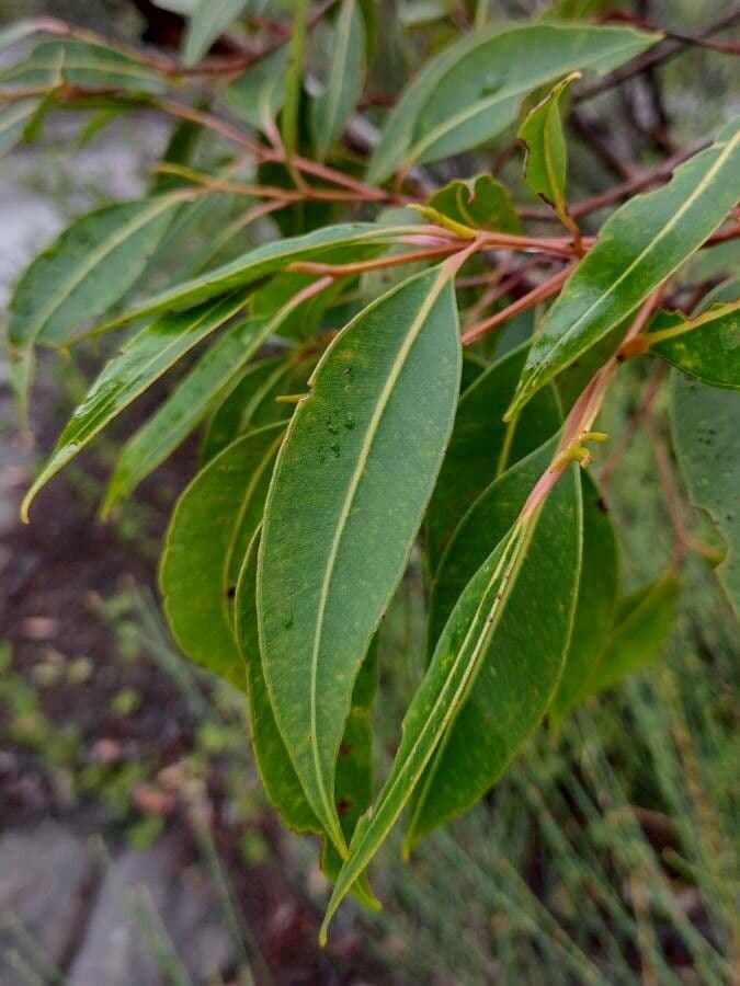 Corymbia 5