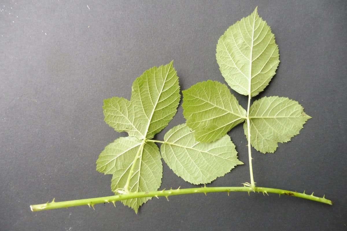 Rubus nemorosus 10