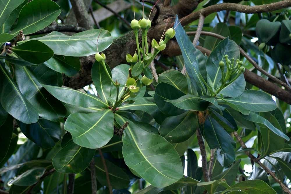 Barringtonia 30