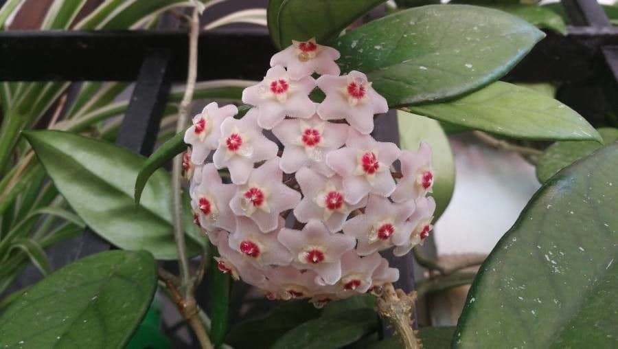 Wachblume 7
