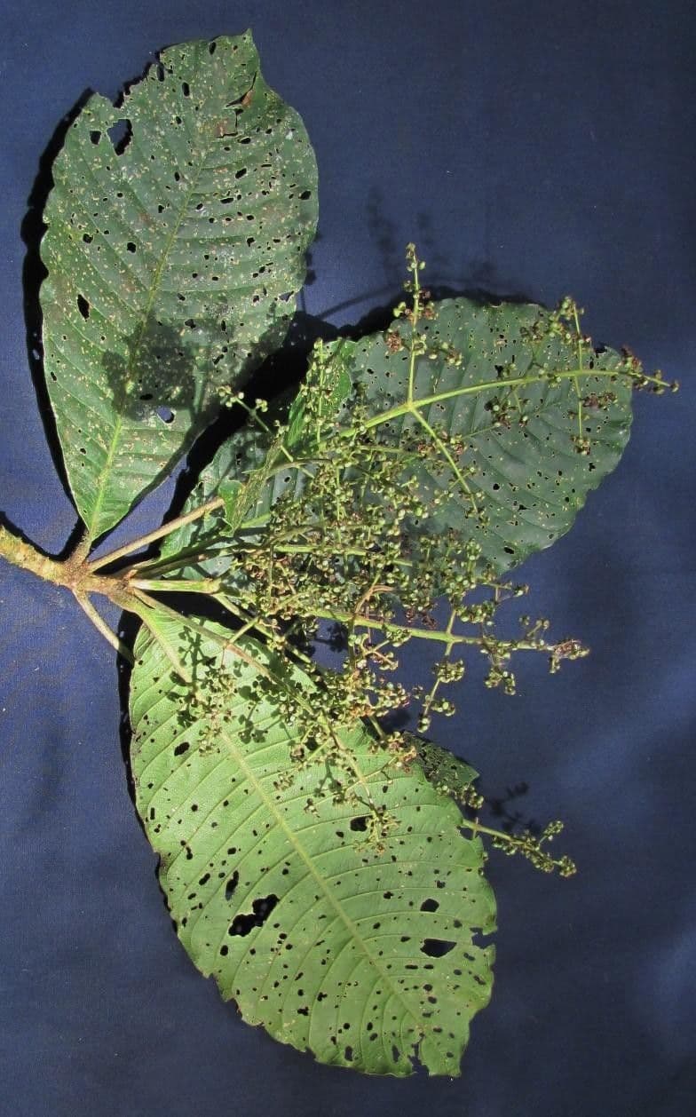 Elaeagia 11