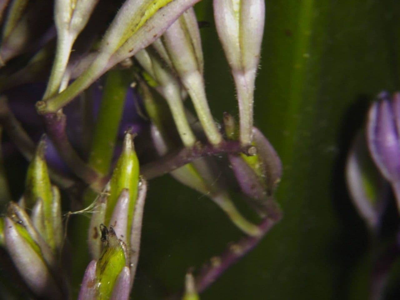 Cochliostema 16