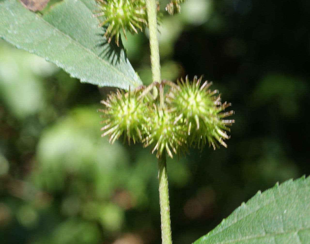 Triumfetta rhomboidea 4