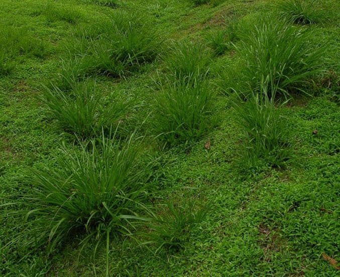 Paspalum plicatulum 12